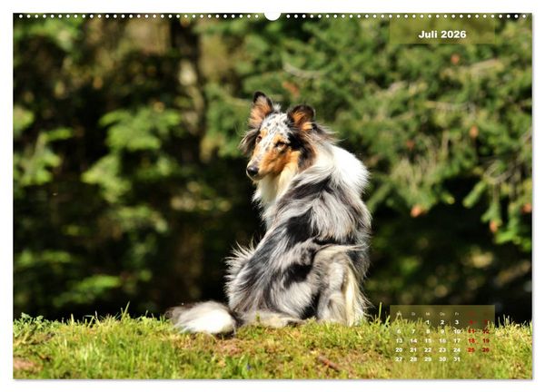 Produktbild: Collies? Was sonst! (Wandkalender 2026 DIN A2 quer), CALVENDO Monatskalender