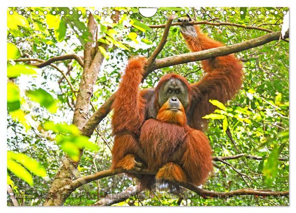 Produktbild: Orang Utans Sumatras Waldmenschen (Wandkalender 2026 DIN A4 quer), CALVENDO Monatskalender