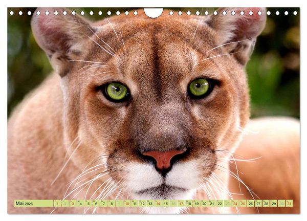 Produktbild: Tiere Schau mir in die Augen (Wandkalender 2026 DIN A4 quer), CALVENDO Monatskalender