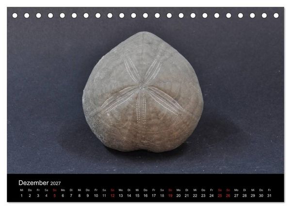 Produktbild: Fossilien - Zeugen der Urzeit (Tischkalender 2027 DIN A5 quer), CALVENDO Monatskalender