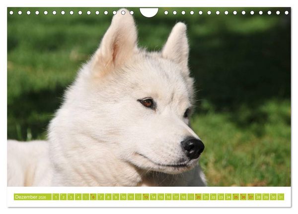 Produktbild: Siberian Husky - der Urtyp (Wandkalender 2026 DIN A4 quer), CALVENDO Monatskalender