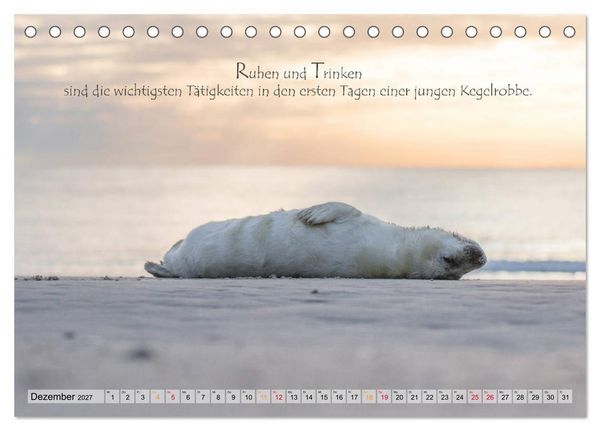 Produktbild: Kegelrobben auf der Insel D&uuml;ne (Tischkalender 2027 DIN A5 quer), CALVENDO Monatskalender