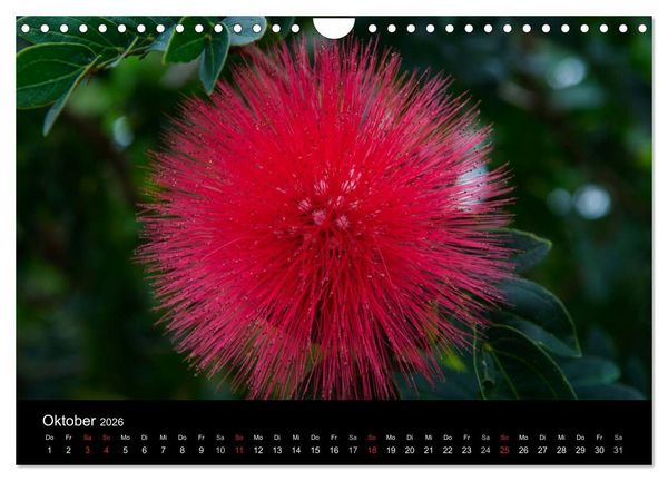 Produktbild: Wildes Australien - Naturparadies 5. Kontinent (Wandkalender 2026 DIN A4 quer), CALVENDO Monatskalender