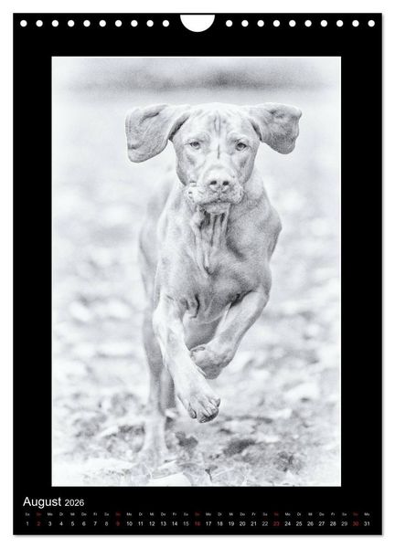Produktbild: Vizsla-Liebe (Wandkalender 2026 DIN A4 hoch), CALVENDO Monatskalender