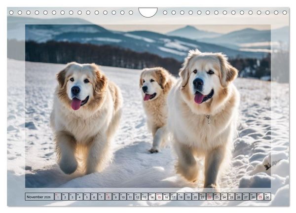 Produktbild: Majest&auml;tische Pyren&auml;en Berghunde (Wandkalender 2026 DIN A4 quer), CALVENDO Monatskalender