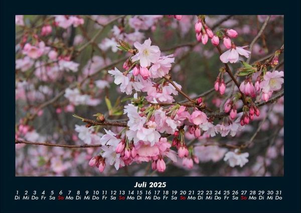 Produktbild: Blumenkalender 2025 Fotokalender DIN A4