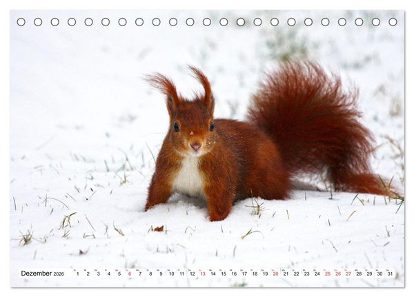 Produktbild: Eichh&ouml;rnchen in freier Natur (Tischkalender 2026 DIN A5 quer), CALVENDO Monatskalender