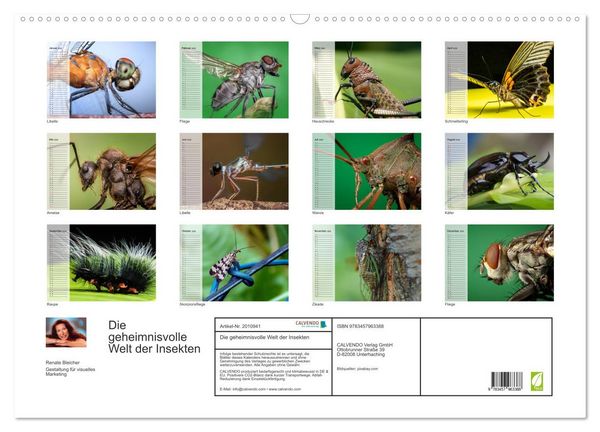 Produktbild: Die geheimnisvolle Welt der Insekten (Wandkalender 2026 DIN A2 quer), CALVENDO Monatskalender