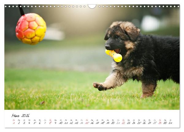 Produktbild: Junge Deutsche Sch&auml;ferhunde (Wandkalender 2026 DIN A3 quer), CALVENDO Monatskalender