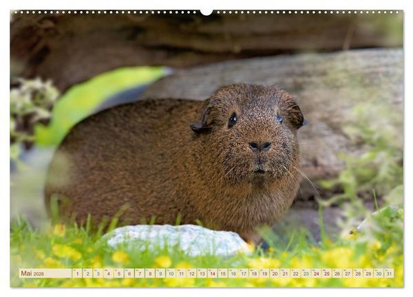 Produktbild: MEERSCHWEINCHEN neugierig - s&uuml;&szlig; - liebenswert (Wandkalender 2026 DIN A2 quer), CALVENDO Monatskalender