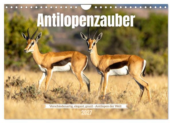 Produktbild: Antilopenzauber (Wandkalender 2027 DIN A4 quer), CALVENDO Monatskalender