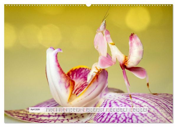 Produktbild: Die Orchideen Gottesanbeterin (Wandkalender 2026 DIN A2 quer), CALVENDO Monatskalender