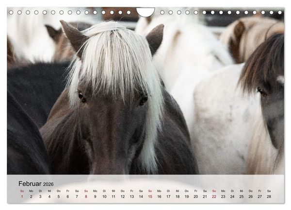 Produktbild: Pferde 2026 Kraft und Anmut (Wandkalender 2026 DIN A4 quer), CALVENDO Monatskalender