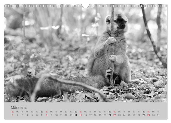 Produktbild: Die Seelen der wilden Tiere (Wandkalender 2026 DIN A3 quer), CALVENDO Monatskalender