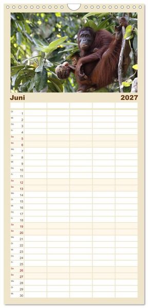 Produktbild: Familienplaner 2027 - Waldmenschen - Orang Utans auf Borneo mit 5 Spalten (Wandkalender, 21 x 45 cm) CALVENDO
