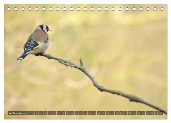 Produktbild: Chardonnerets - Portraits d'une esp&egrave;ce &eacute;blouissante (Calendrier de bureau 2026 DIN A5 vertical), CALVENDO calendrier mensuel