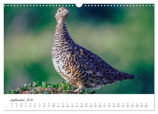 Produktbild: Les Hautes-Alpes sur les chemins des marmottes (Calendrier mural 2026 DIN A3 vertical), CALVENDO calendrier mensuel