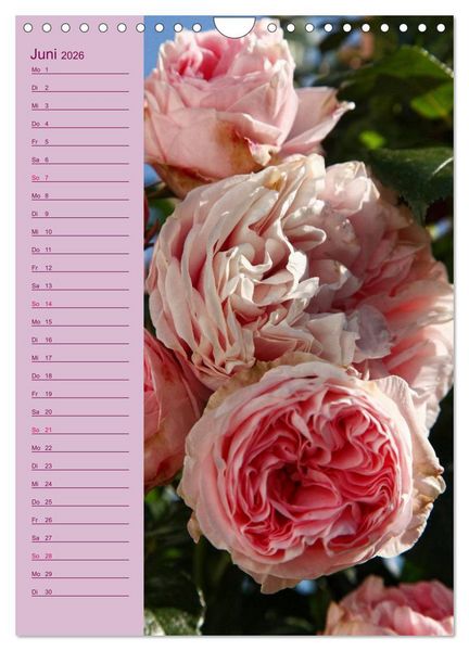 Produktbild: Rosen Symphonie (Wandkalender 2026 DIN A4 hoch), CALVENDO Monatskalender