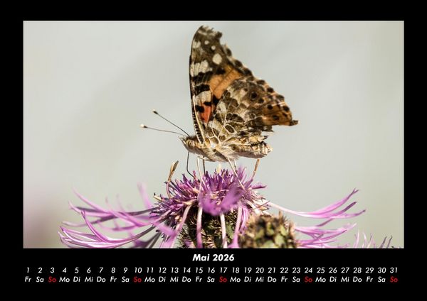 Produktbild: Bunte Pracht der Schmetterlinge 2026 Fotokalender DIN A3