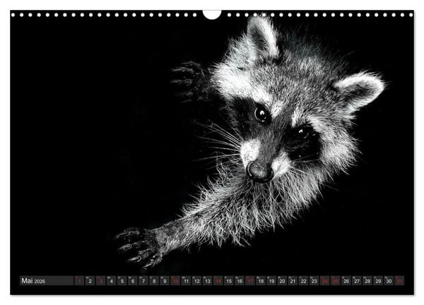 Produktbild: Besuch vom Waschb&auml;r (Wandkalender 2026 DIN A3 quer), CALVENDO Monatskalender