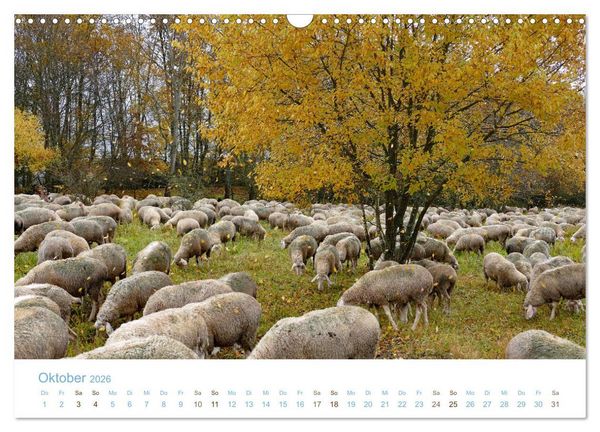Produktbild: Mit Schafen durch das Jahr (Wandkalender 2026 DIN A3 quer), CALVENDO Monatskalender