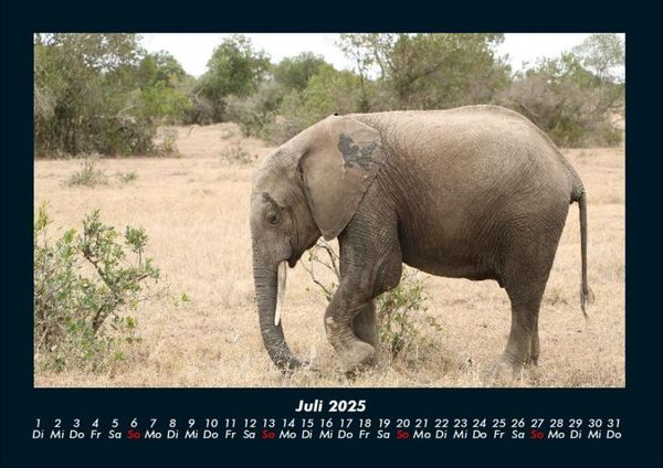 Produktbild: Der Elefantenkalender 2025 Fotokalender DIN A4