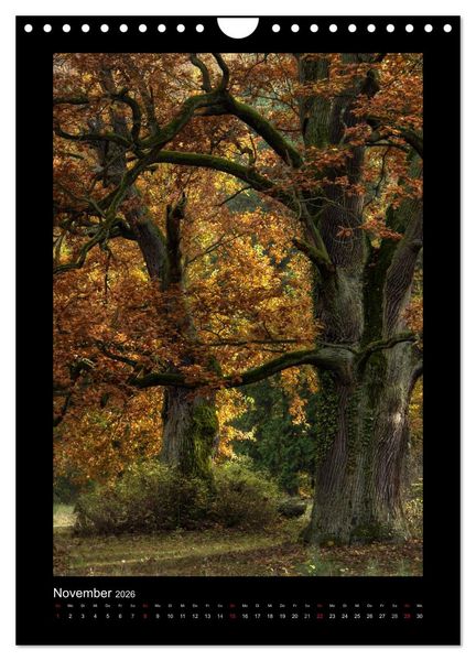 Produktbild: Mythos Baum / 2026 (Wandkalender 2026 DIN A4 hoch), CALVENDO Monatskalender