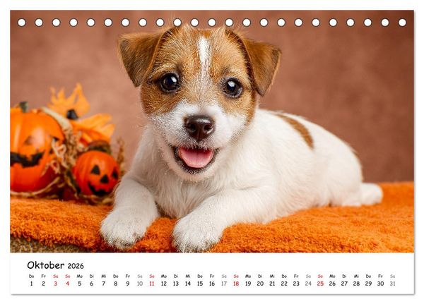 Produktbild: JACK RUSSEL - Kleine Hunde mit gro&szlig;em Charakter (Tischkalender 2026 DIN A5 quer), CALVENDO Monatskalender