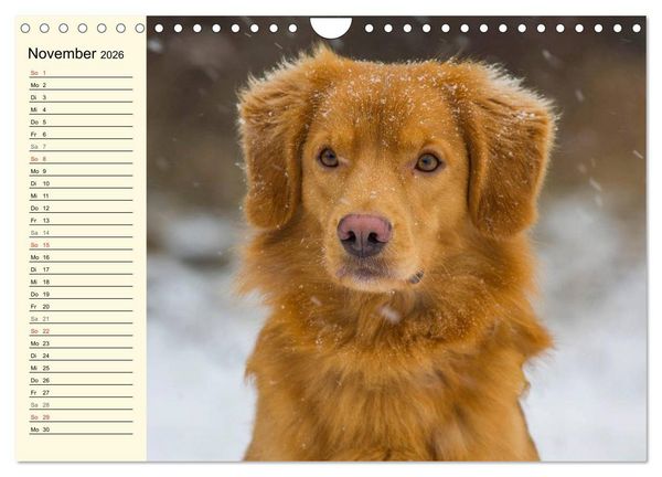 Produktbild: Toll, toll, Toller (Wandkalender 2026 DIN A4 quer), CALVENDO Monatskalender