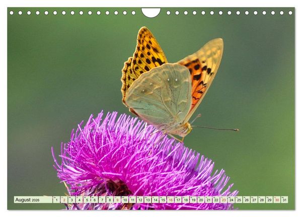 Produktbild: Farbenpracht der Insekten (Wandkalender 2026 DIN A4 quer), CALVENDO Monatskalender