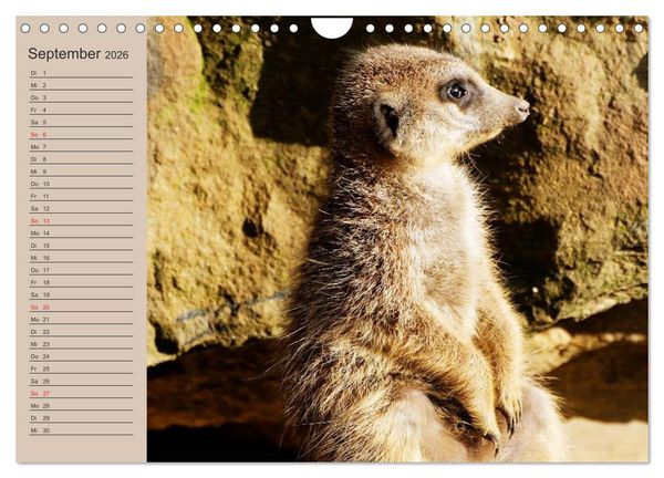 Produktbild: Erdm&auml;nnchen (Wandkalender 2026 DIN A4 quer), CALVENDO Monatskalender