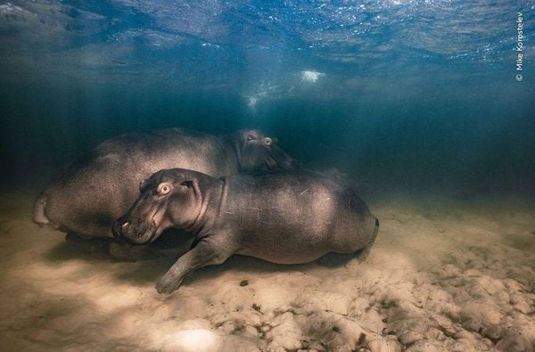 Produktbild: Wildlife Fotografien des Jahres &ndash; Portfolio 33