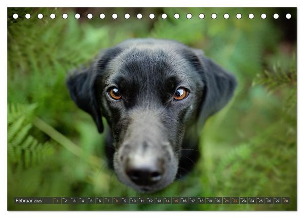Produktbild: bunte Tierfotografie an Land und im Wasser (Tischkalender 2026 DIN A5 quer), CALVENDO Monatskalender