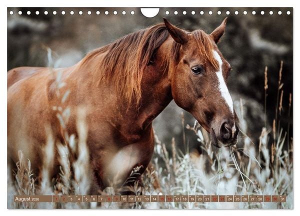 Produktbild: Seelengl&uuml;ck Kalender - Pferde - Charakter, St&auml;rke, Weisheit (Wandkalender 2026 DIN A4 quer), CALVENDO Monatskalender