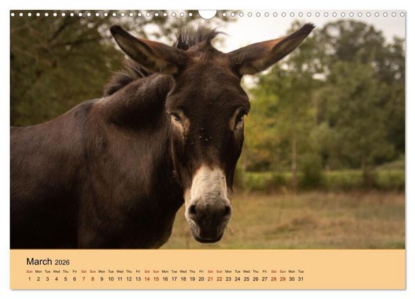 Produktbild: Our farm animals (Wall Calendar 2026 DIN A3 landscape), CALVENDO 12 Month Wall Calendar