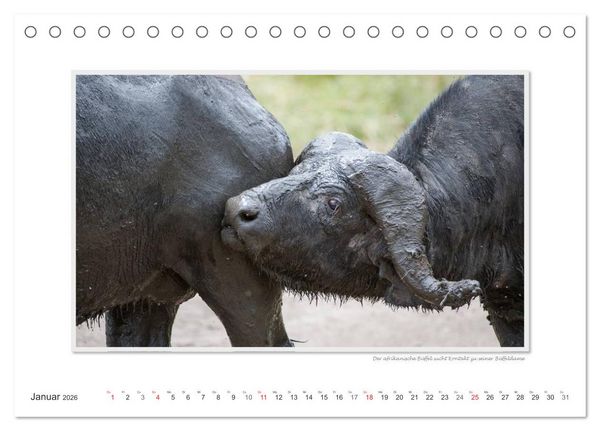 Produktbild: Emotionale Momente: Tierischer Sex. (Tischkalender 2026 DIN A5 quer), CALVENDO Monatskalender