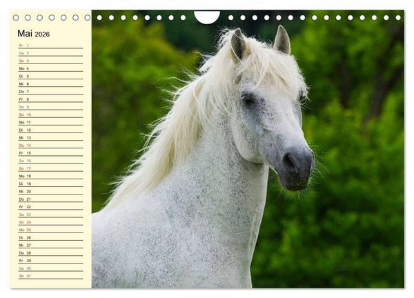 Produktbild: Traumpferd Lipizzaner (Wandkalender 2026 DIN A4 quer), CALVENDO Monatskalender