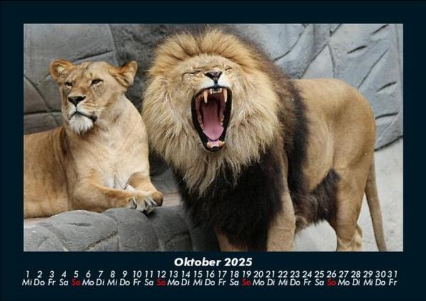 Produktbild: L&ouml;wen in der Wildnis 2025 Fotokalender DIN A5