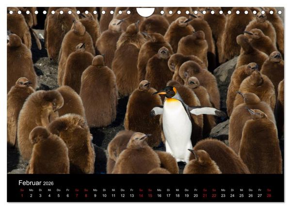 Produktbild: Pinguine - sympathische Fracktr&auml;ger im eisigen S&uuml;den (Wandkalender 2026 DIN A4 quer), CALVENDO Monatskalender
