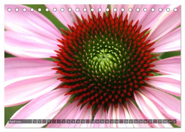 Produktbild: Sonnenhut im Garten (Tischkalender 2026 DIN A5 quer), CALVENDO Monatskalender