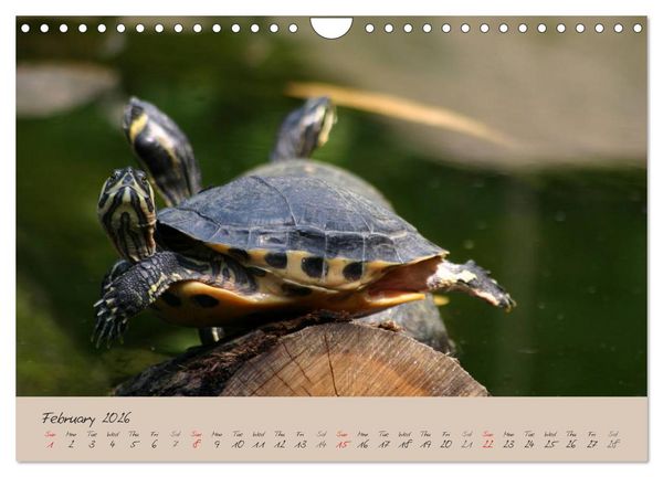 Produktbild: Turtles and Tortoise / UK-Version (Wall Calendar 2026 DIN A4 landscape), CALVENDO 12 Month Wall Calendar