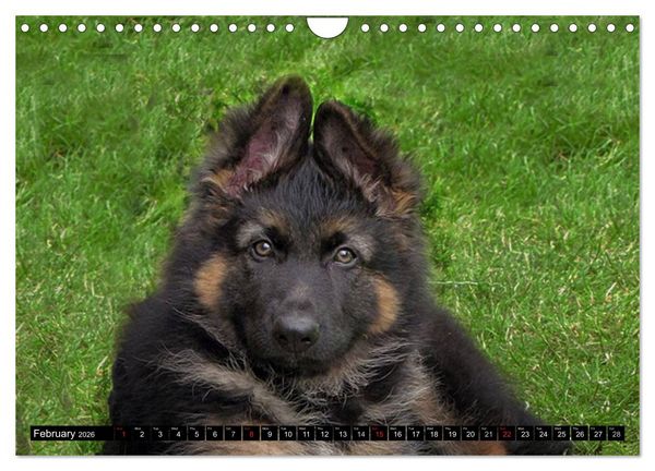 Produktbild: The German Shepherd Longcoat (Wall Calendar 2026 DIN A4 landscape), CALVENDO 12 Month Wall Calendar