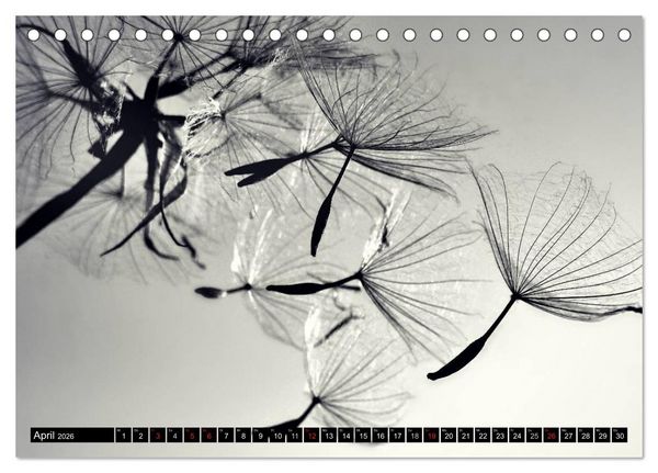 Produktbild: Pusteblume - Impressionen in schwarzwei&szlig; (Tischkalender 2026 DIN A5 quer), CALVENDO Monatskalender