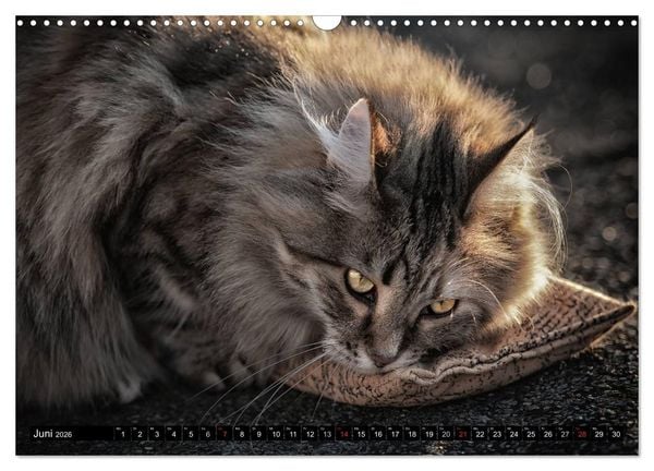 Produktbild: KATZEN Beautys (Wandkalender 2026 DIN A3 quer), CALVENDO Monatskalender