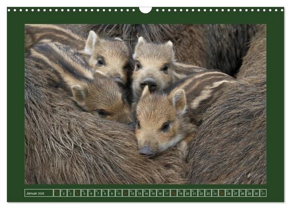 Produktbild: Schweinkram - Die Wildschweine sind los (Wandkalender 2026 DIN A3 quer), CALVENDO Monatskalender