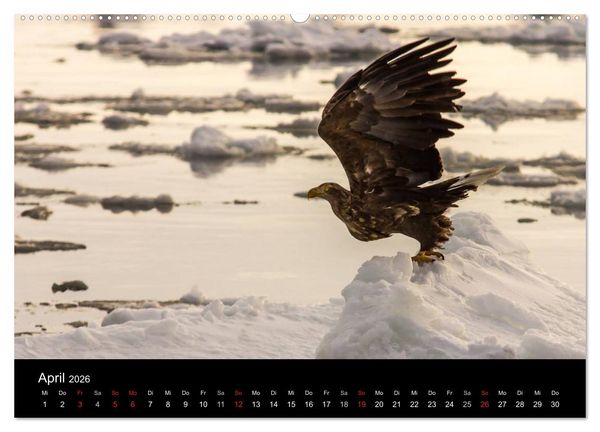 Produktbild: Seeadler - K&ouml;nige der L&uuml;fte (Wandkalender 2026 DIN A2 quer), CALVENDO Monatskalender