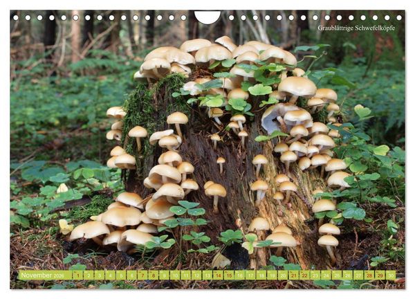 Produktbild: Pilze finden - das ganze Jahr! (Wandkalender 2026 DIN A4 quer), CALVENDO Monatskalender