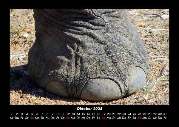Produktbild: Elefanten 2025 Fotokalender DIN A3