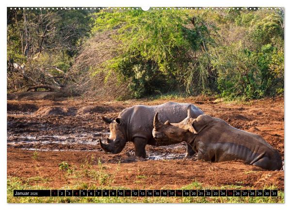 Produktbild: Afrikas Tierwelt: Nash&ouml;rner (Wandkalender 2026 DIN A2 quer), CALVENDO Monatskalender