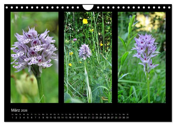Produktbild: Heimische Orchideen im Dreierpack (Wandkalender 2026 DIN A4 quer), CALVENDO Monatskalender